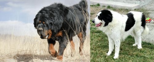 Gaddi Kutta vs Ciobanesc de Bucovina - Breed Comparison