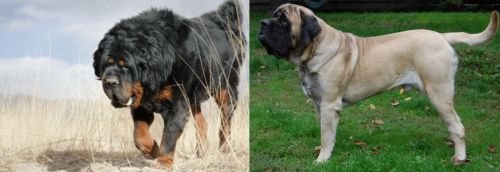Gaddi Kutta vs English Mastiff - Breed Comparison