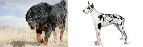 Gaddi Kutta vs Great Dane - Breed Comparison