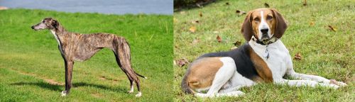 Galgo Espanol vs American English Coonhound - Breed Comparison