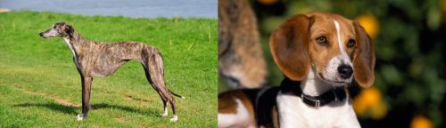 Galgo Espanol vs American Foxhound - Breed Comparison