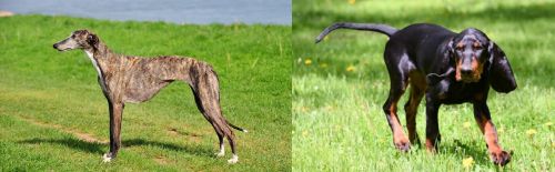 Galgo Espanol vs Black and Tan Coonhound - Breed Comparison