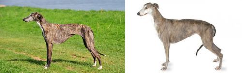 Galgo Espanol vs Greyhound - Breed Comparison