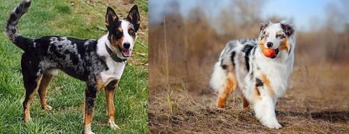 German Coolie vs Australian Shepherd - Breed Comparison