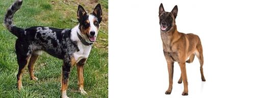 German Coolie vs Belgian Shepherd Dog (Malinois) - Breed Comparison