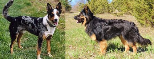 German Coolie vs Bohemian Shepherd - Breed Comparison
