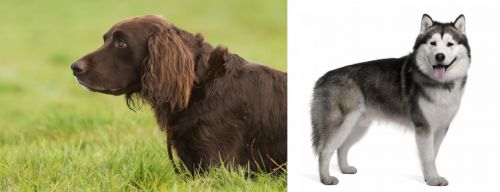 German Longhaired Pointer vs Alaskan Malamute - Breed Comparison