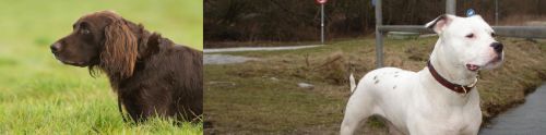 German Longhaired Pointer vs Antebellum Bulldog - Breed Comparison