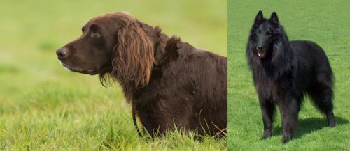 German Longhaired Pointer vs Belgian Shepherd Dog (Groenendael) - Breed Comparison