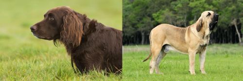 German Longhaired Pointer vs Fila Brasileiro - Breed Comparison