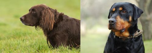 German Longhaired Pointer vs Rottweiler - Breed Comparison