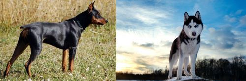 German Pinscher vs Alaskan Husky - Breed Comparison