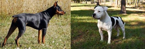 German Pinscher vs American Bulldog - Breed Comparison