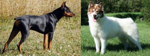 German Pinscher vs Canadian Eskimo Dog - Breed Comparison
