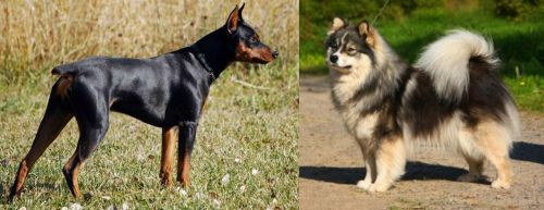 German Pinscher vs Finnish Lapphund - Breed Comparison