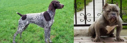 German Shorthaired Pointer vs American Bully - Breed Comparison
