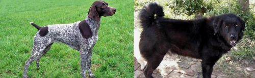 German Shorthaired Pointer vs Bakharwal Dog - Breed Comparison