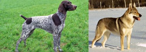 German Shorthaired Pointer vs Czechoslovakian Wolfdog - Breed Comparison