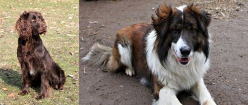 German Spaniel vs Aidi - Breed Comparison