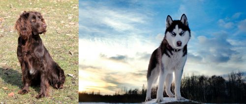 German Spaniel vs Alaskan Husky - Breed Comparison
