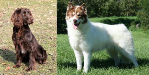 German Spaniel vs Canadian Eskimo Dog - Breed Comparison