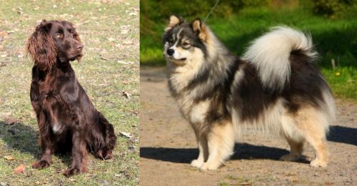 German Spaniel vs Finnish Lapphund - Breed Comparison