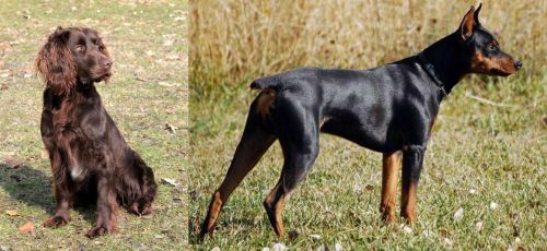 German Spaniel vs German Pinscher - Breed Comparison