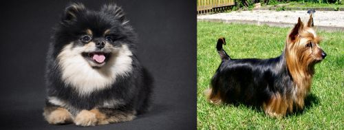 German Spitz (Klein) vs Australian Silky Terrier - Breed Comparison