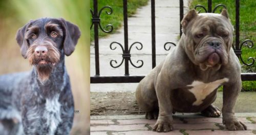 German Wirehaired Pointer vs American Bully - Breed Comparison