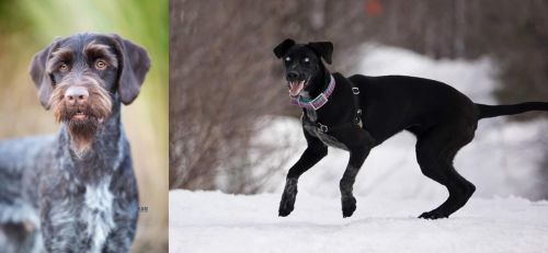 German Wirehaired Pointer vs Eurohound - Breed Comparison