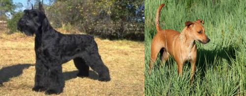 Giant Schnauzer vs Africanis - Breed Comparison