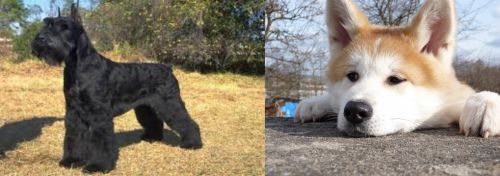Giant Schnauzer vs Akita - Breed Comparison