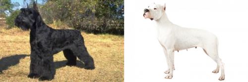 Giant Schnauzer vs Argentine Dogo - Breed Comparison