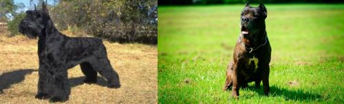 Giant Schnauzer vs Bandog - Breed Comparison