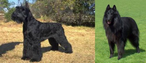 Giant Schnauzer vs Belgian Shepherd Dog (Groenendael) - Breed Comparison