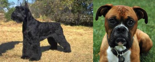 Giant Schnauzer vs Boxer - Breed Comparison