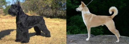 Giant Schnauzer vs Canaan Dog - Breed Comparison | MyDogBreeds