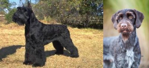 Giant Schnauzer vs German Wirehaired Pointer - Breed Comparison