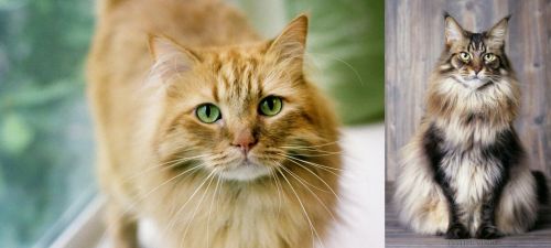 Ginger Tabby vs American Longhair - Breed Comparison