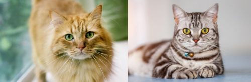 Ginger Tabby vs American Shorthair - Breed Comparison