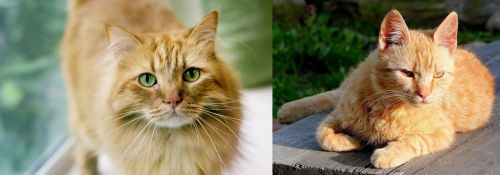 Ginger Tabby vs Brazilian Shorthair - Breed Comparison