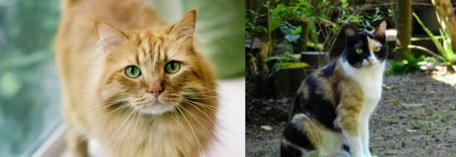 Ginger Tabby vs Calico - Breed Comparison
