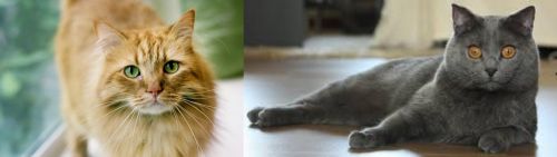 Ginger Tabby vs Chartreux - Breed Comparison