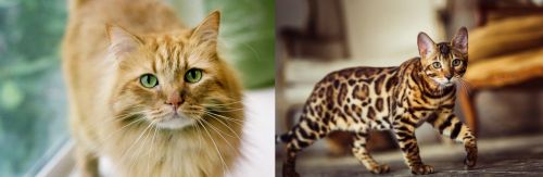Ginger Tabby vs Cheetoh - Breed Comparison