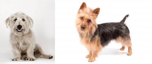 Glen of Imaal Terrier vs Australian Terrier - Breed Comparison