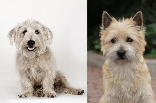 Glen of Imaal Terrier vs Cairn Terrier - Breed Comparison