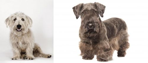Glen of Imaal Terrier vs Cesky Terrier - Breed Comparison