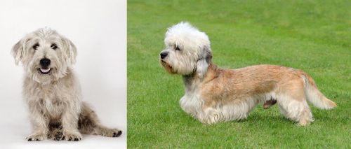 Glen of Imaal Terrier vs Dandie Dinmont Terrier - Breed Comparison