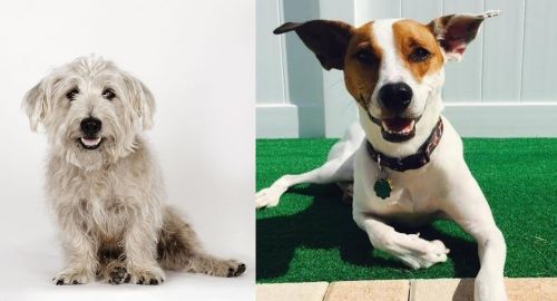 Glen of Imaal Terrier vs Feist - Breed Comparison