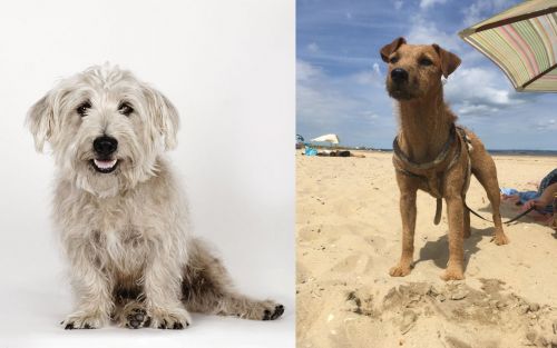 Glen of Imaal Terrier vs Fell Terrier - Breed Comparison